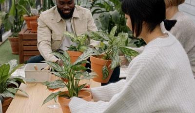 افزودن به موقع کود به گیاه، از پژمردگی و خرابی گیاه جلوگیری میکند