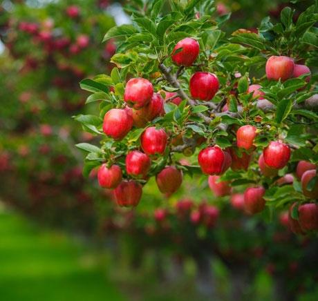 چرا آرتا سم کود